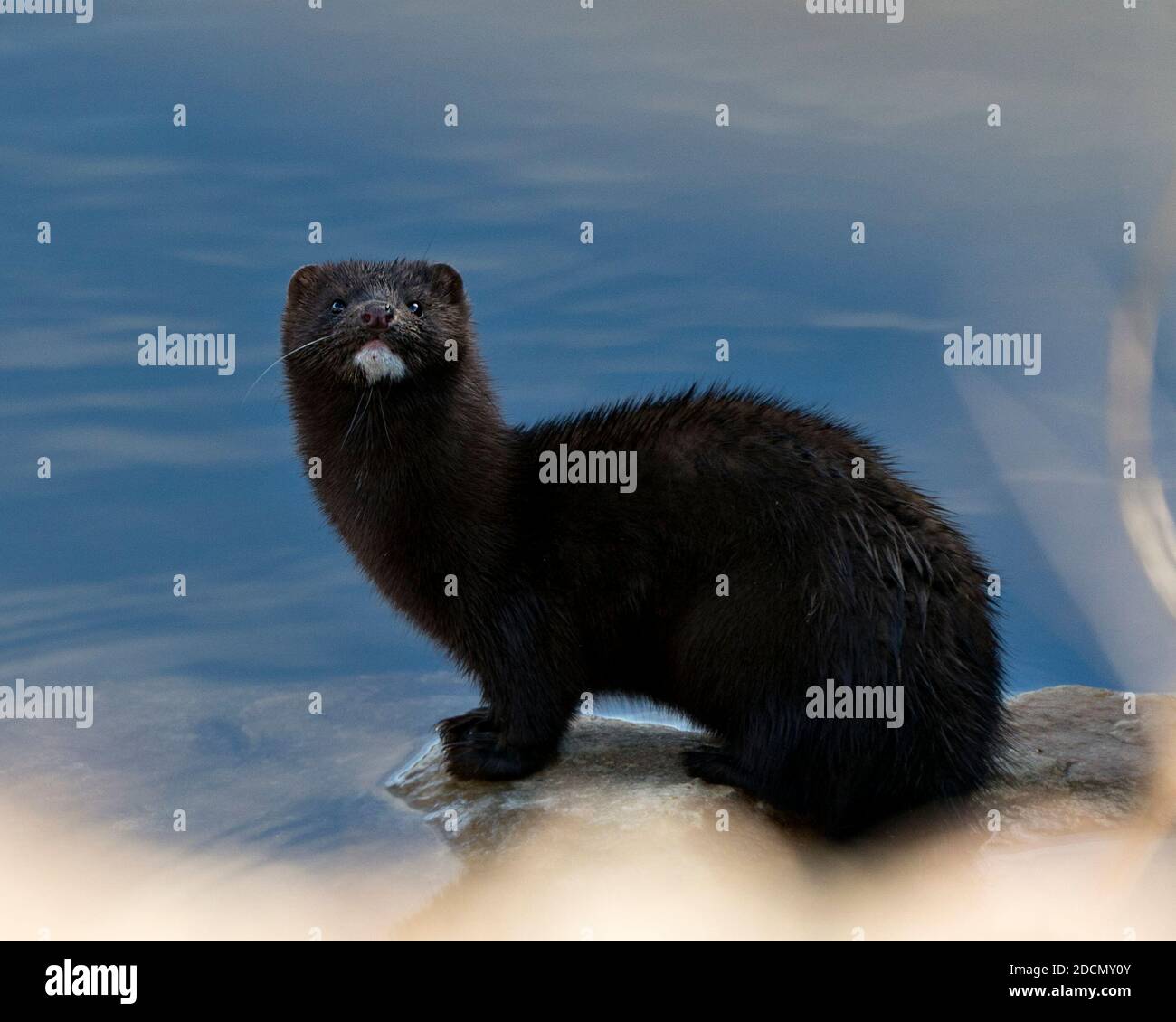 Minker Habitat characteristics hi-res stock photography and images - Alamy
