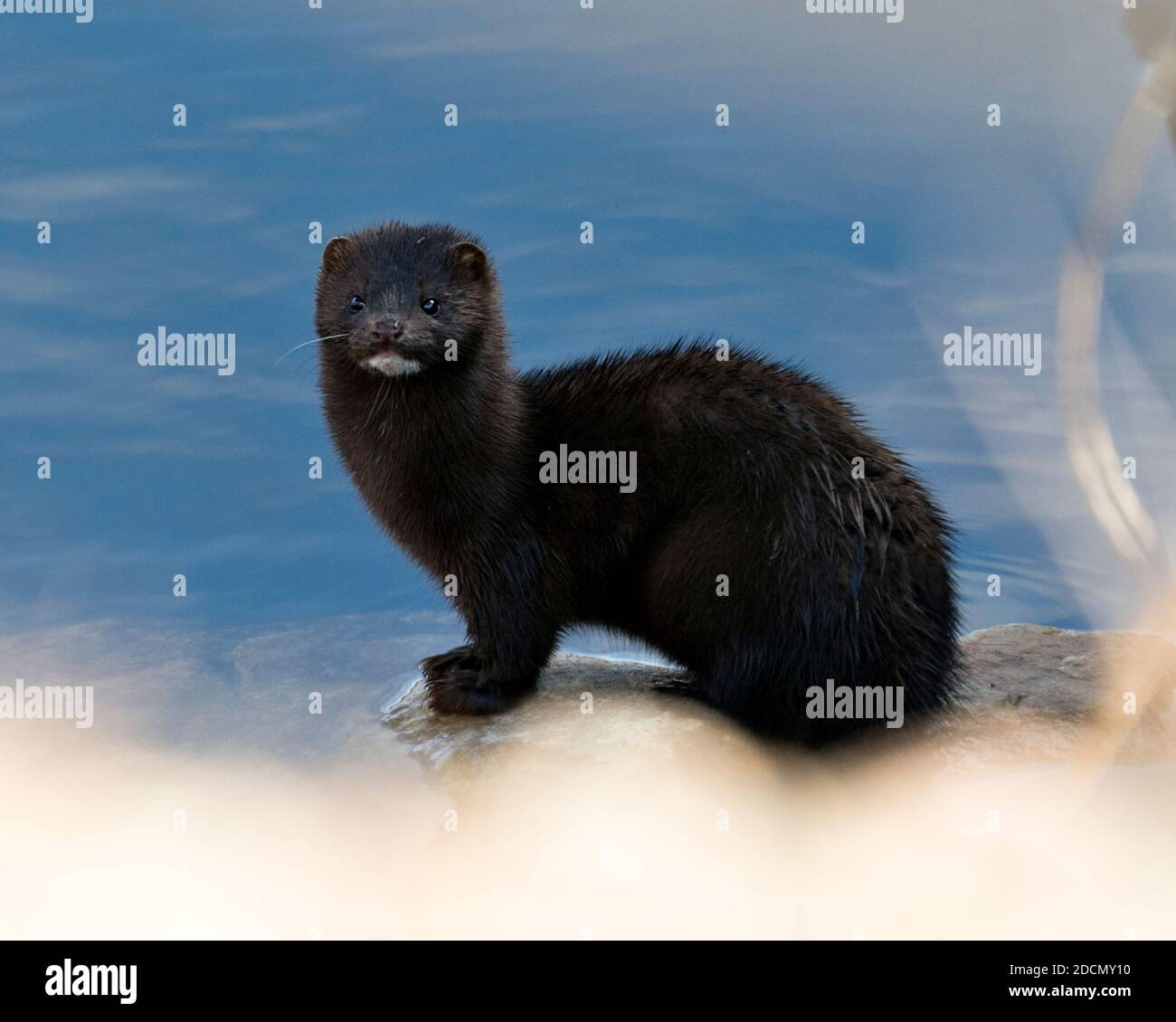 Mink close-up profile view sitting on a rock with blur blue water background in its environment and habitat displaying its brownish fur, paws. Looking Stock Photo