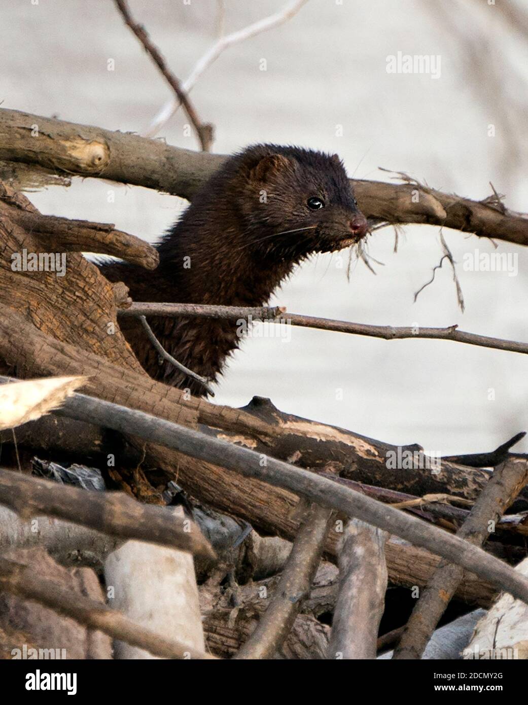 Close up view mink hi-res stock photography and images - Alamy