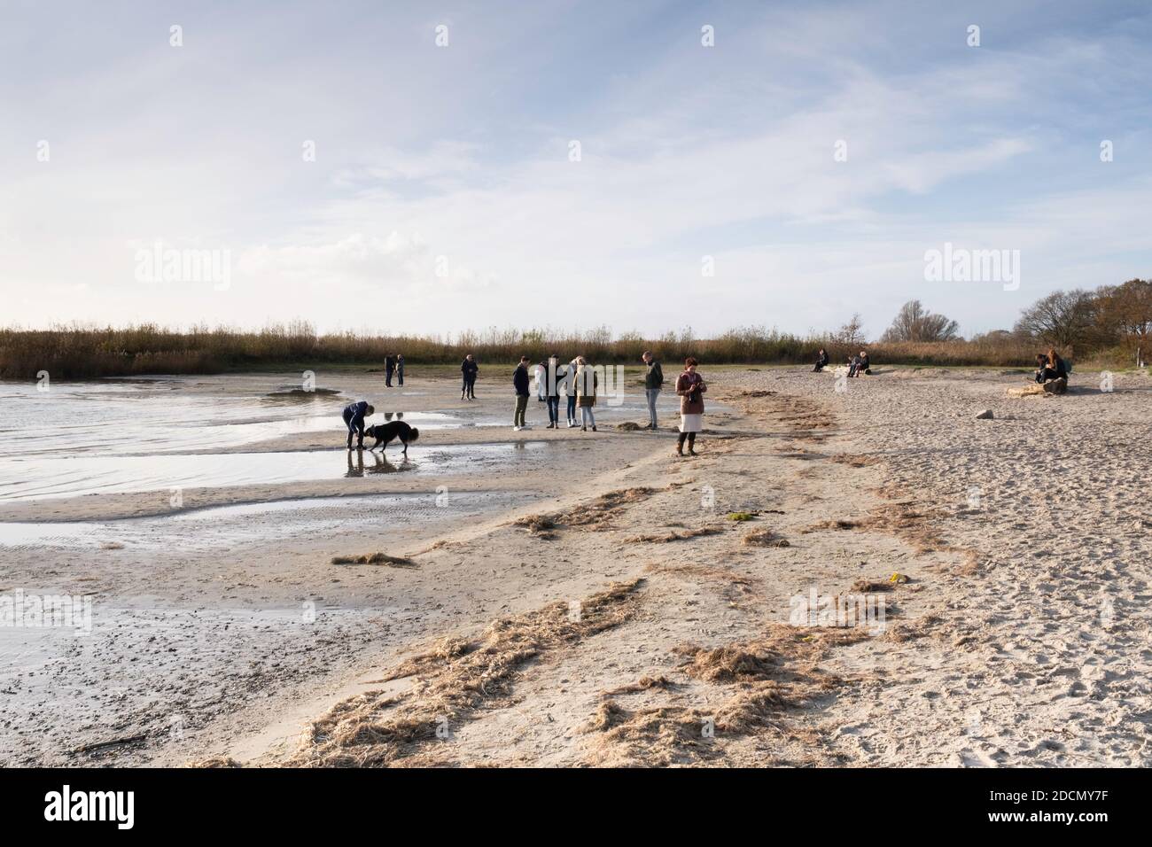 Woman plays with the dog and other people walk on a sandy beach on the IJsselmeer in Mirns in the Netherlands in autumn Stock Photo