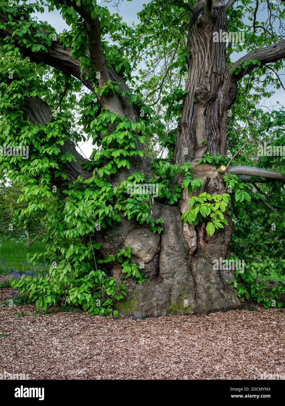 Sweet Chestnut Tree the oldest tree at Kew Gardens Stock Photo