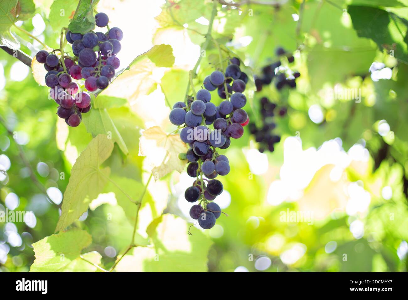 bunches of black Isabella grapes on a branch, raw material for making