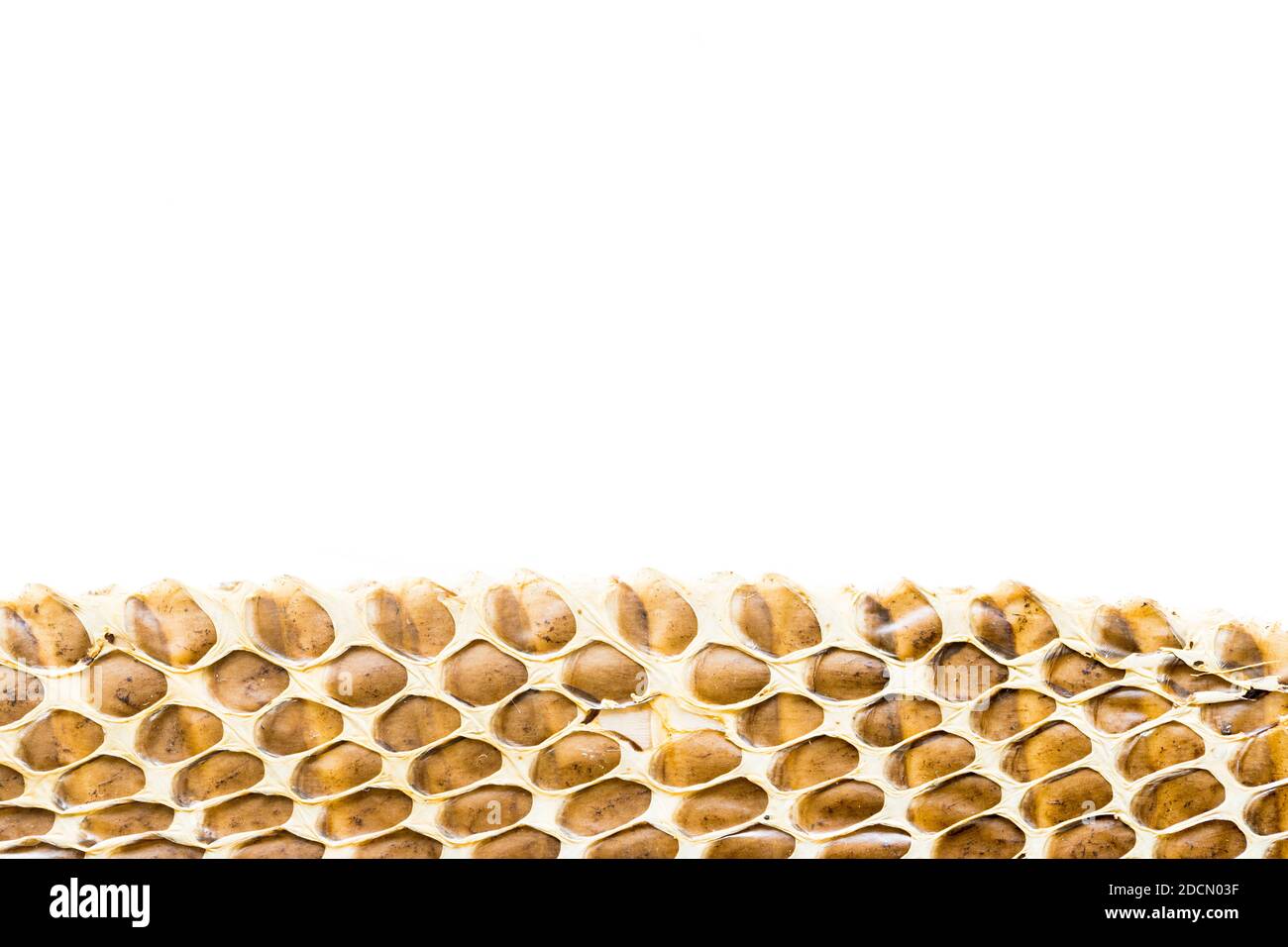 Snake skin texture, background, empty white space Stock Photo