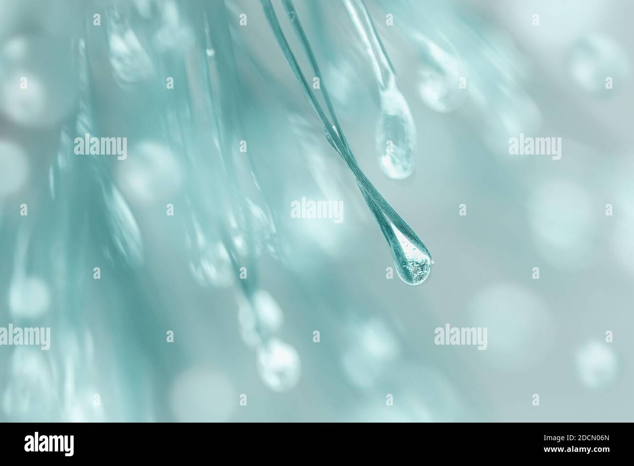 Pine needles with ice drops, blurred winter bokeh. Abstract Christmas, winter, happy new year background Stock Photo