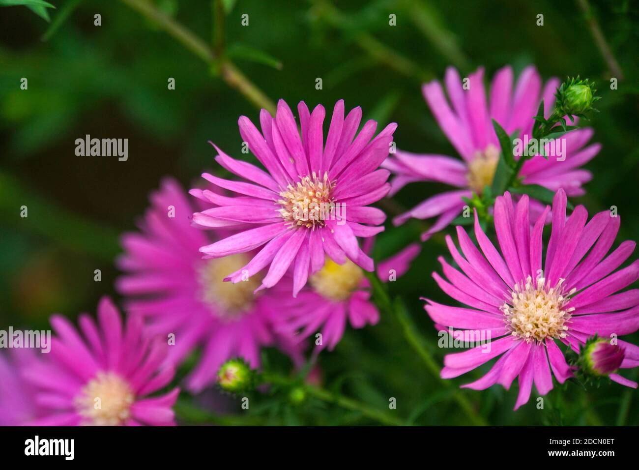 Close up of purple aster flowers in full bloom, with blurred green background. Stock Photo