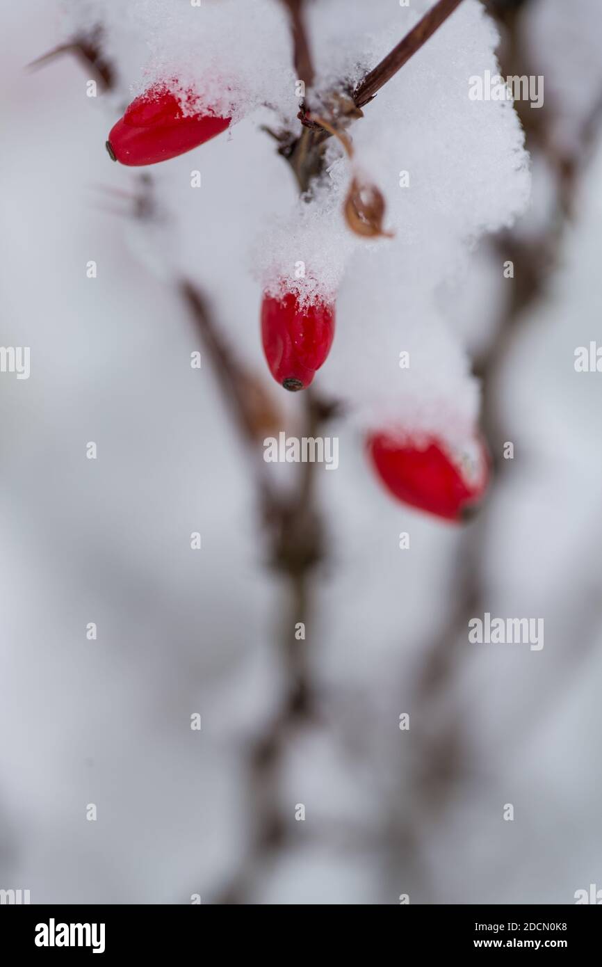 Branch of Berberis thunbergii with fruit covered with snow. Stock Photo