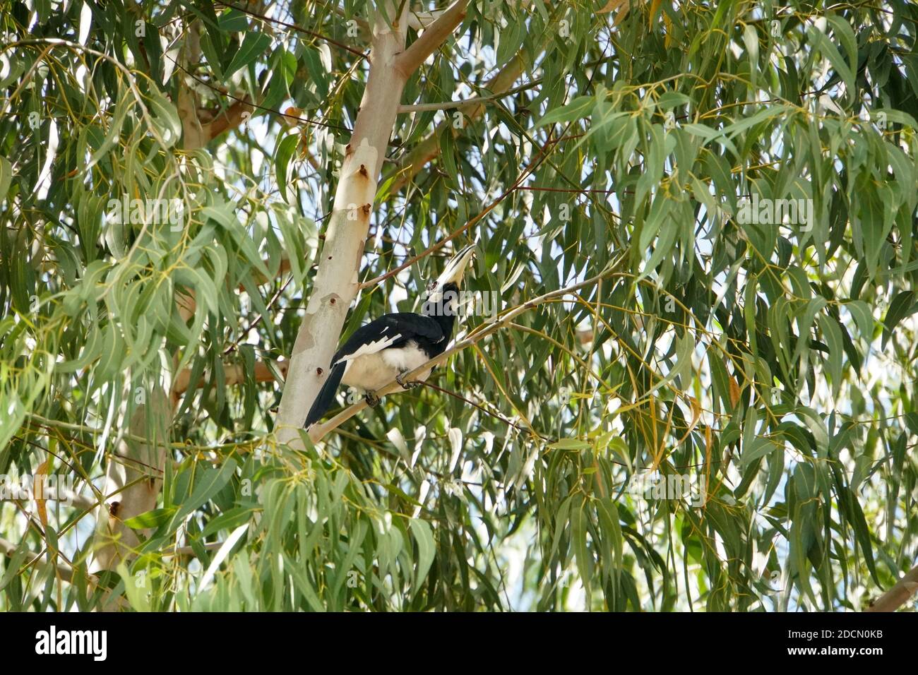 An oriental pied hornbill perched on a eucalyptus tree. Stock Photo