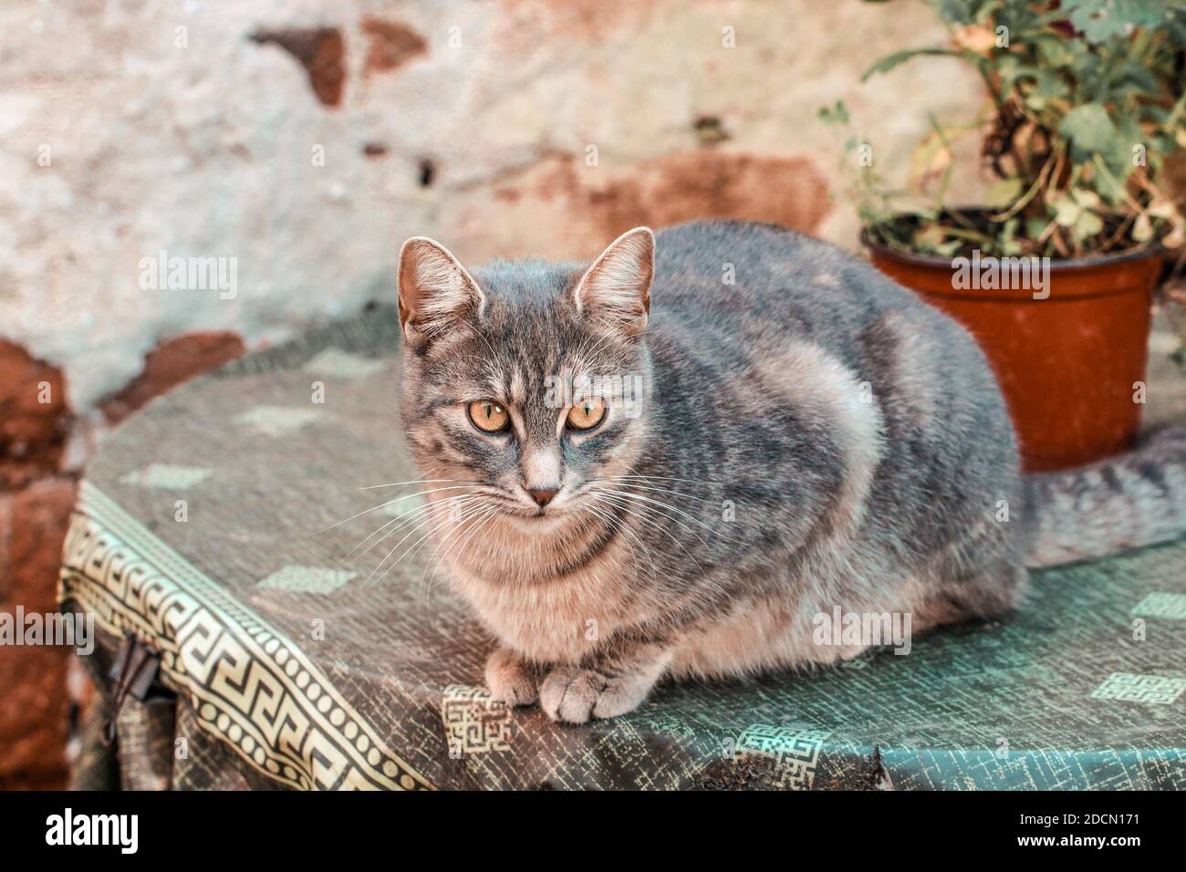 A gray cat on the table next to old, brick wall Stock Photo