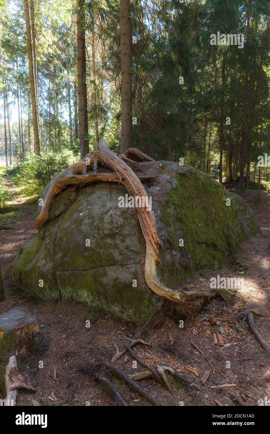 Pine tree roots in grow over the stone in the forest Stock Photo Alamy