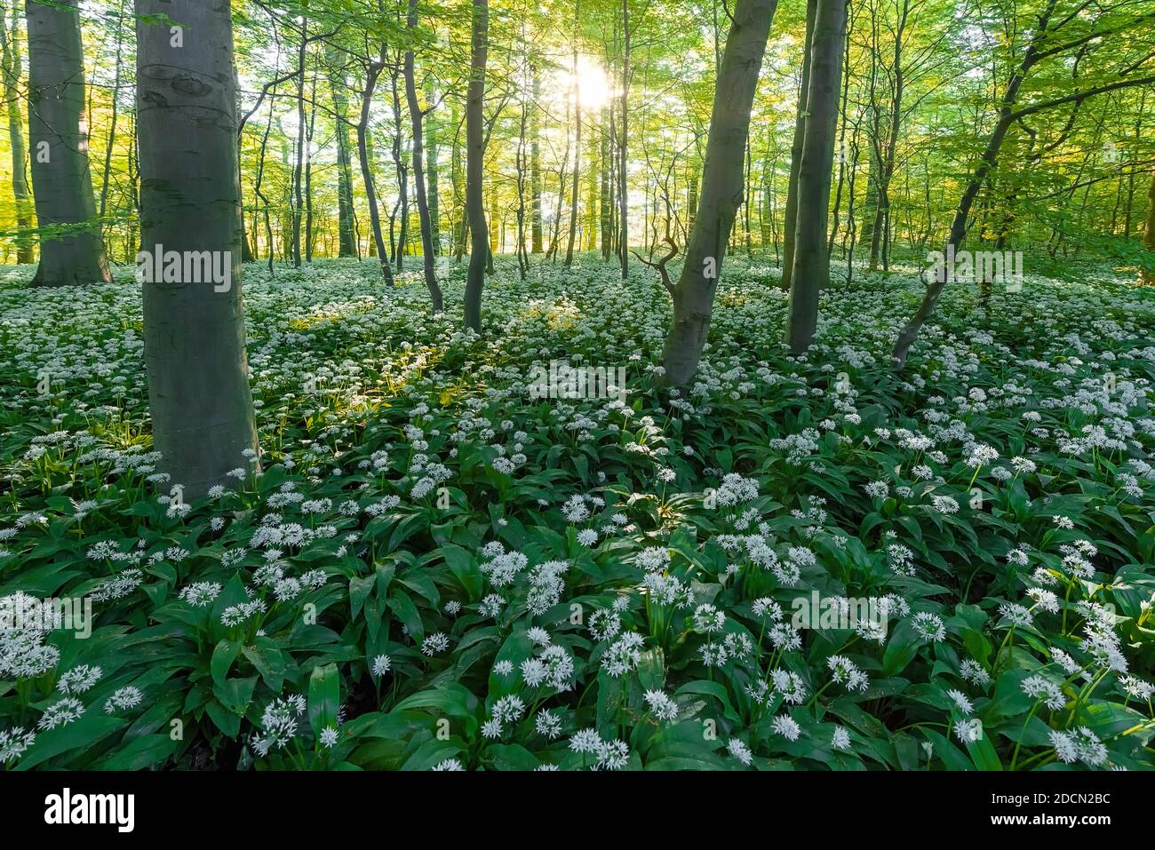 A beech tree forest, Jutland, Denmark comes to life with wild ramson ...