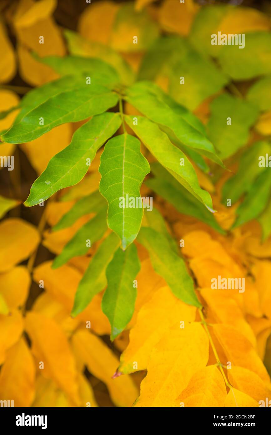 Autumn leaves. Stock Photo