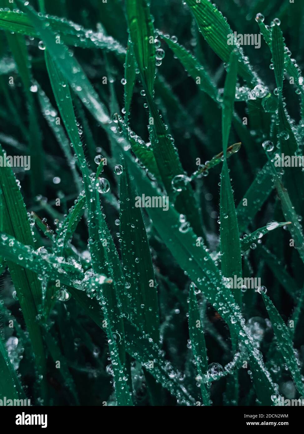 A vertical closeup shot of fresh green grass with drops of morning dew ...