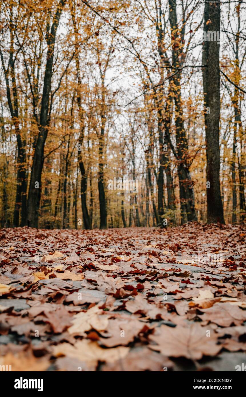 A vertical shot of a path in the woods covered with autumn leaves Stock ...