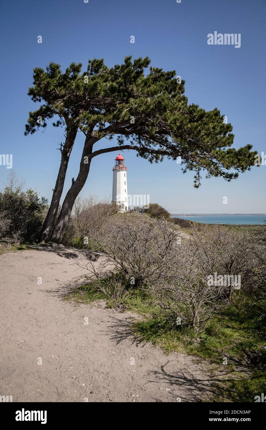 A beautiful tree on the background of Lighthouse Dornbusch on the island Hiddensee Stock Photo