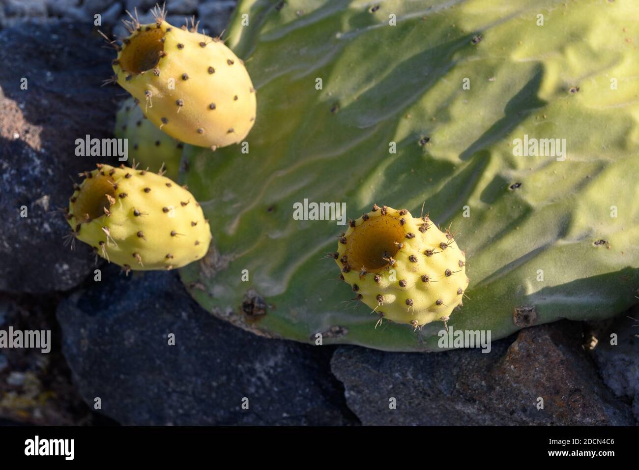 Prickly pear, cactus fig with fruits called also Opuntia, growing in