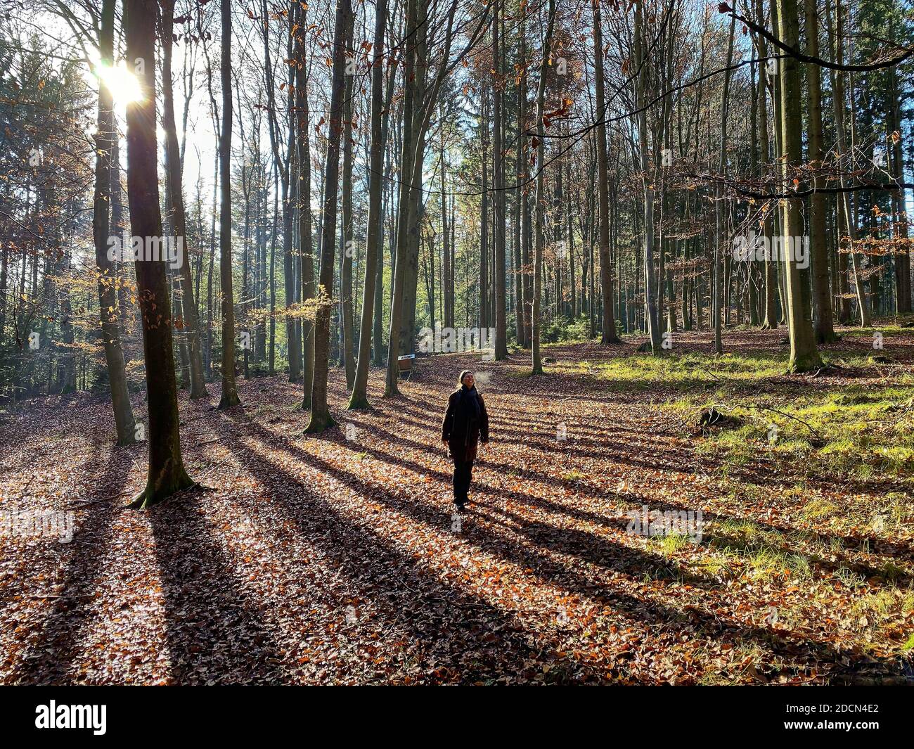 A woman is walking through the forest in autumn, forest bathing, or shinrin-yoku on November 22, 2020 in Pfaffenhofen a.d.Ilm, Bavaria, Germany. Forest bath – has the power to counter illnesses including cancer, strokes, gastric ulcers, depression. The term emerged in Japan in the 1980s as a physiological and psychological exercise called shinrin-yoku (“forest bathing” or “taking in the forest). © Peter Schatz / Alamy Stock Photos MODEL RELEASED Stock Photo