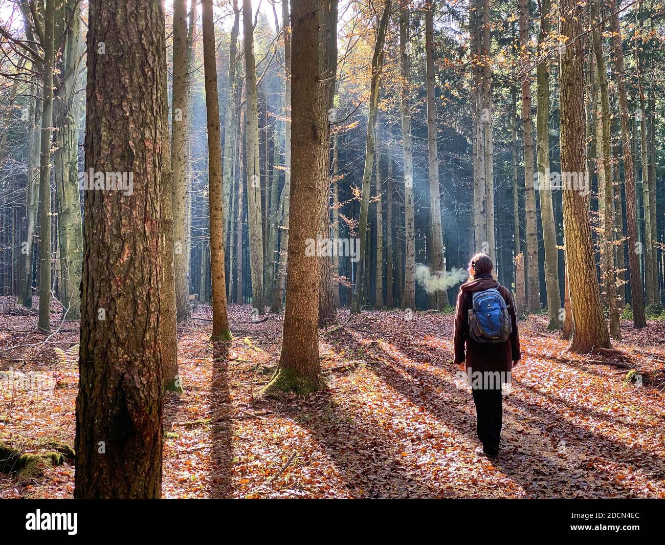 A woman is walking through the forest in autumn, forest bathing, or shinrin-yoku on November 22, 2020 in Pfaffenhofen a.d.Ilm, Bavaria, Germany. Forest bath – has the power to counter illnesses including cancer, strokes, gastric ulcers, depression. The term emerged in Japan in the 1980s as a physiological and psychological exercise called shinrin-yoku (“forest bathing” or “taking in the forest). © Peter Schatz / Alamy Stock Photos MODEL RELEASED Stock Photo