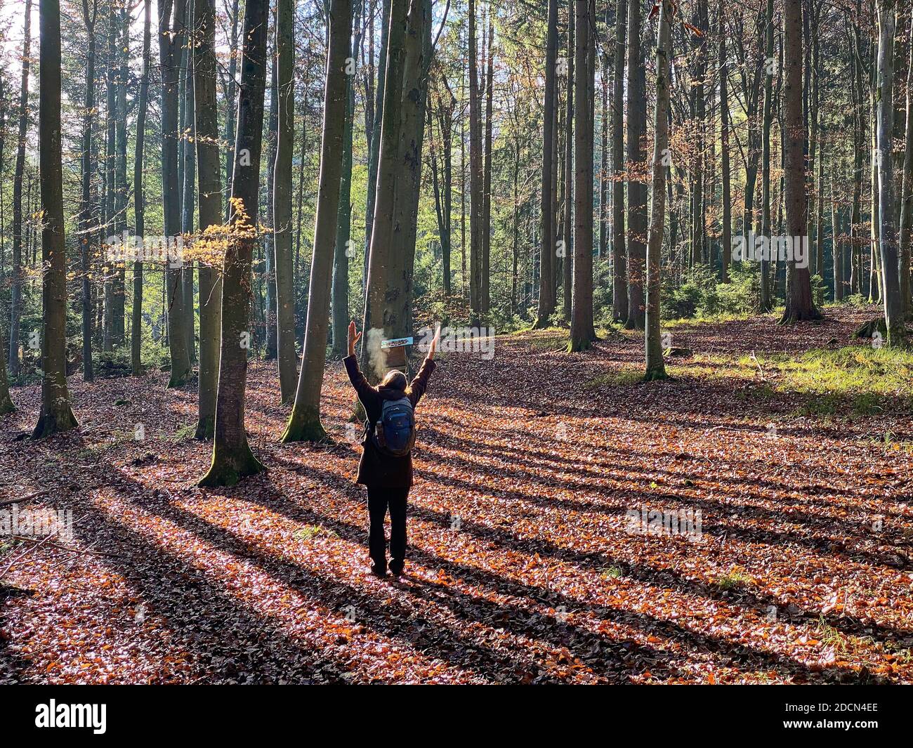A woman is walking through the forest in autumn, forest bathing, or shinrin-yoku on November 22, 2020 in Pfaffenhofen a.d.Ilm, Bavaria, Germany. Forest bath – has the power to counter illnesses including cancer, strokes, gastric ulcers, depression. The term emerged in Japan in the 1980s as a physiological and psychological exercise called shinrin-yoku (“forest bathing” or “taking in the forest). © Peter Schatz / Alamy Stock Photos MODEL RELEASED Stock Photo
