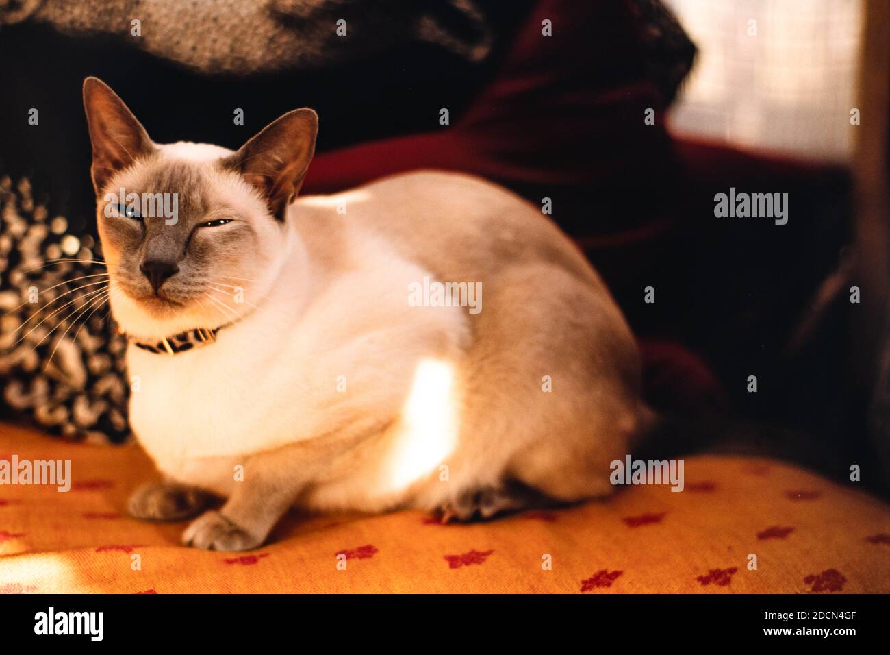 Pet siamese cat, UK Stock Photo