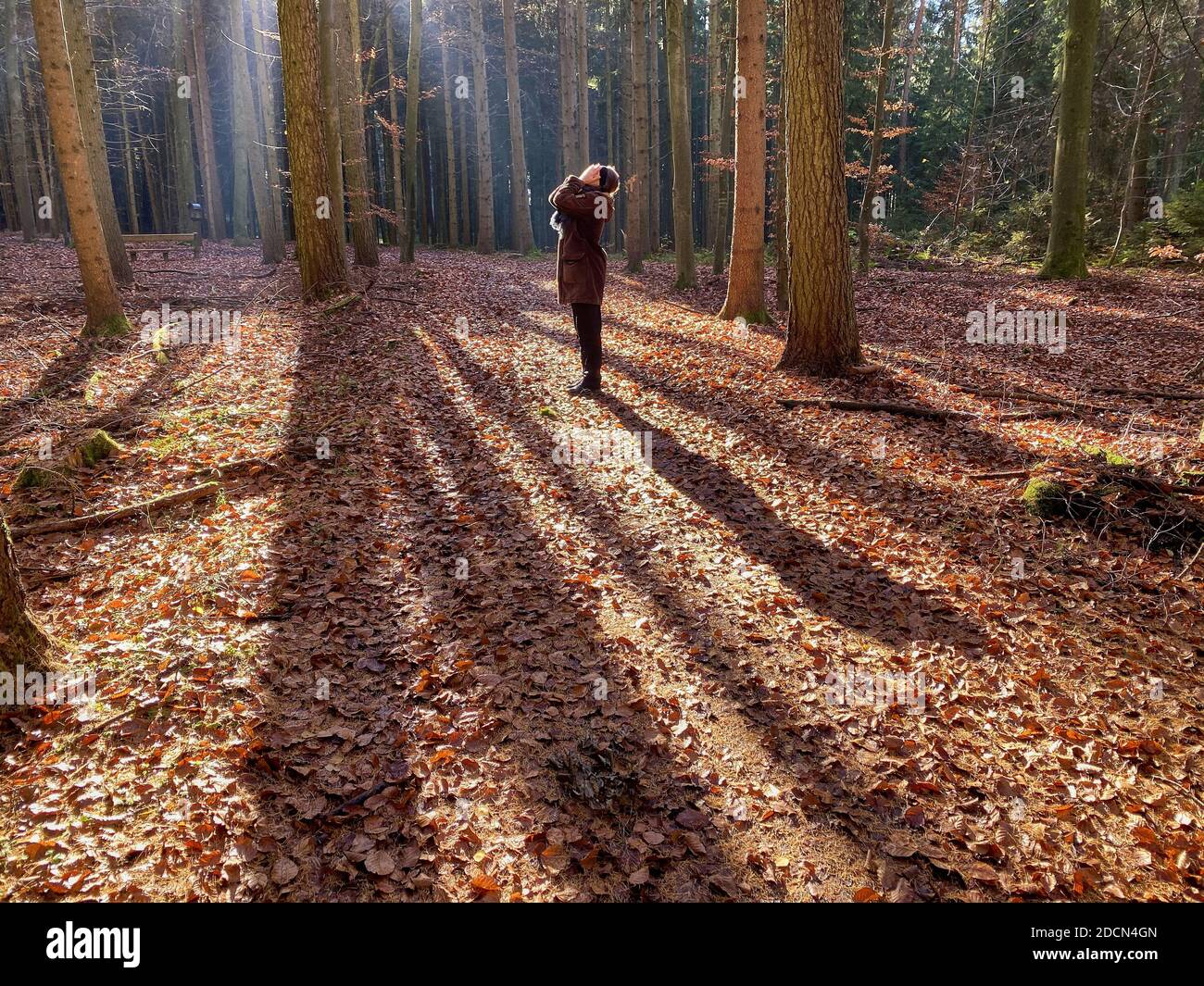 A woman is walking through the forest in autumn, forest bathing, or shinrin-yoku  on November 22, 2020 in Pfaffenhofen a.d.Ilm, Bavaria, Germany. Forest bath – has the power to counter illnesses including cancer, strokes, gastric ulcers, depression. The term emerged in Japan in the 1980s as a physiological and psychological exercise called shinrin-yoku (“forest bathing” or “taking in the forest). © Peter Schatz / Alamy Stock Photos  MODEL RELEASED Stock Photo