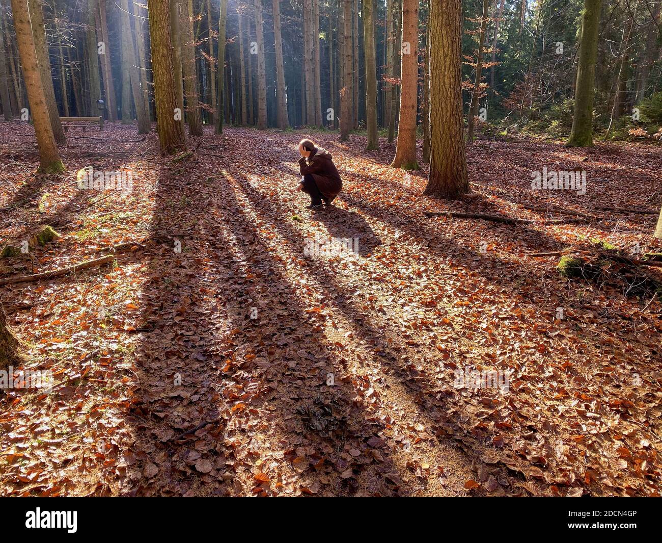 A woman is walking through the forest in autumn, forest bathing, or shinrin-yoku on November 22, 2020 in Pfaffenhofen a.d.Ilm, Bavaria, Germany. Forest bath – has the power to counter illnesses including cancer, strokes, gastric ulcers, depression. The term emerged in Japan in the 1980s as a physiological and psychological exercise called shinrin-yoku (“forest bathing” or “taking in the forest). © Peter Schatz / Alamy Stock Photos MODEL RELEASED Stock Photo