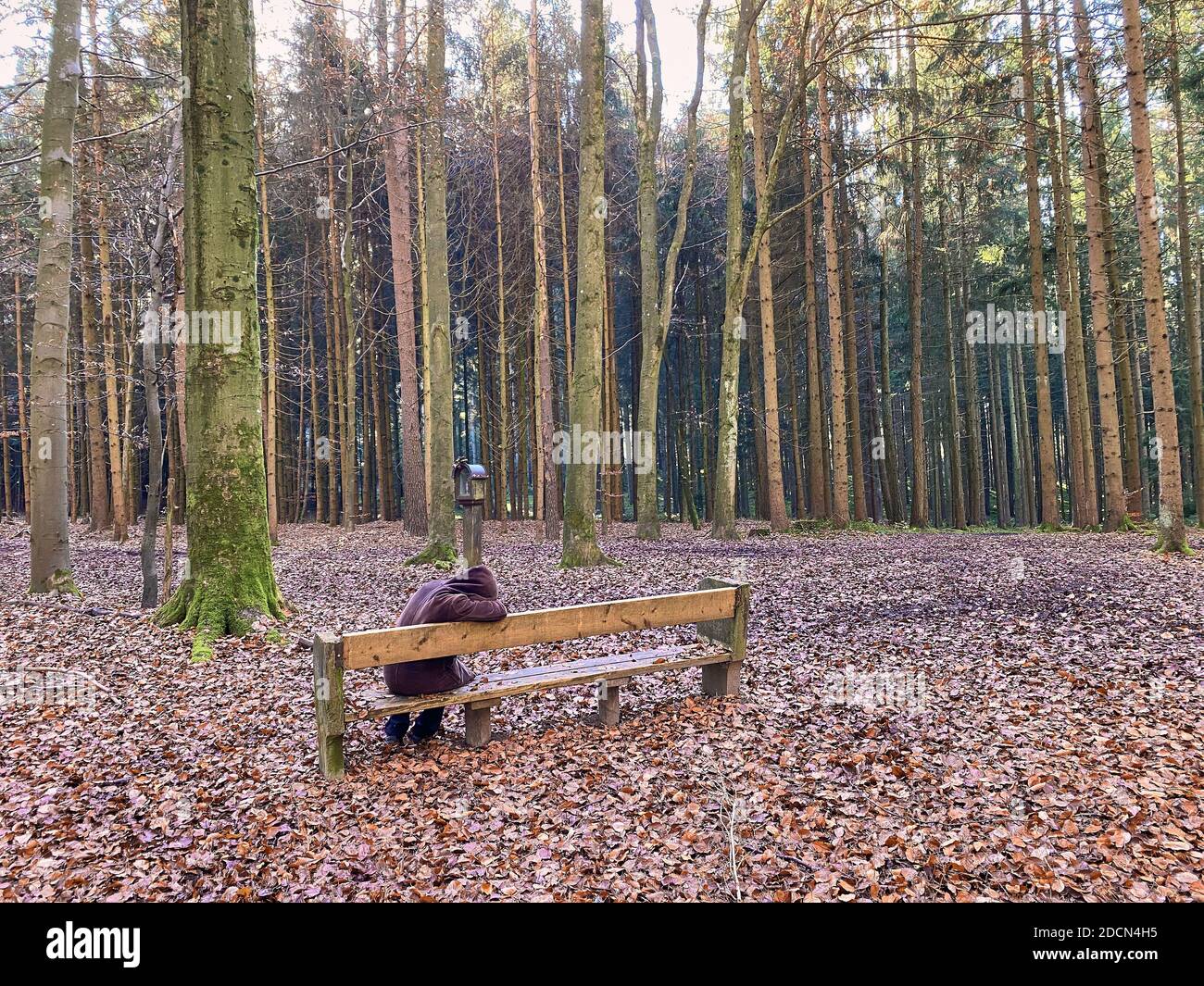 A woman is walking through the forest in autumn, forest bathing, or shinrin-yoku on November 22, 2020 in Pfaffenhofen a.d.Ilm, Bavaria, Germany. Forest bath – has the power to counter illnesses including cancer, strokes, gastric ulcers, depression. The term emerged in Japan in the 1980s as a physiological and psychological exercise called shinrin-yoku (“forest bathing” or “taking in the forest). © Peter Schatz / Alamy Stock Photos MODEL RELEASED Stock Photo