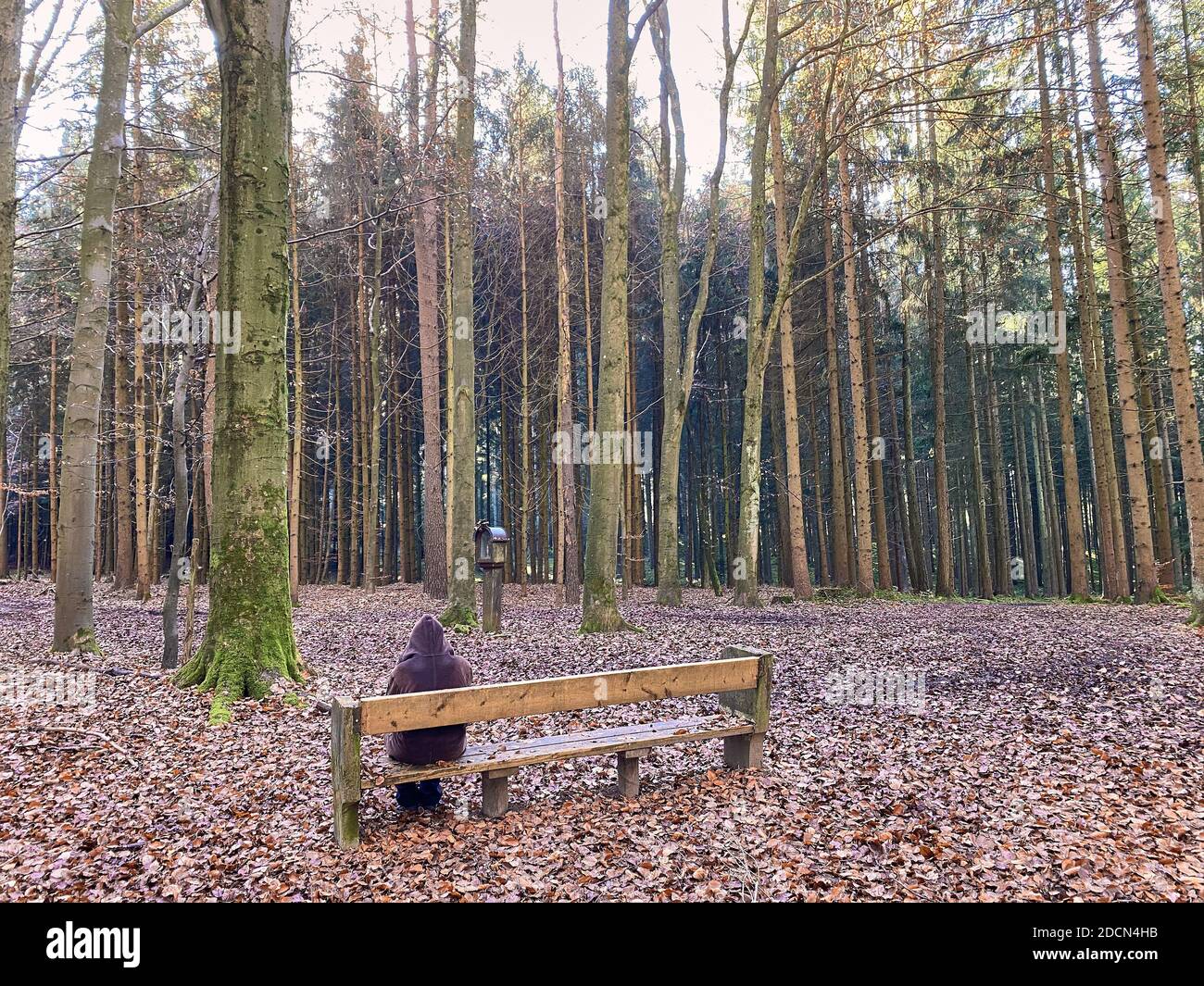A woman is walking through the forest in autumn, forest bathing, or shinrin-yoku on November 22, 2020 in Pfaffenhofen a.d.Ilm, Bavaria, Germany. Forest bath – has the power to counter illnesses including cancer, strokes, gastric ulcers, depression. The term emerged in Japan in the 1980s as a physiological and psychological exercise called shinrin-yoku (“forest bathing” or “taking in the forest). © Peter Schatz / Alamy Stock Photos MODEL RELEASED Stock Photo