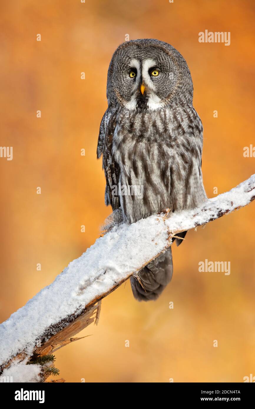 The great grey owl or great gray owl (Strix nebulosa) is a very large owl, documented as the world's largest species of owl by length. Stock Photo