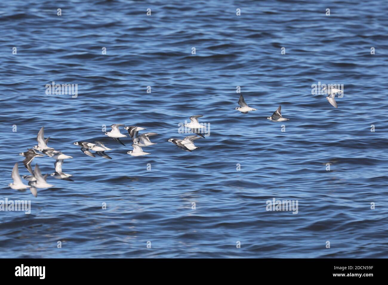 Bonaparte's gull at Elkhorn Slough Stock Photo