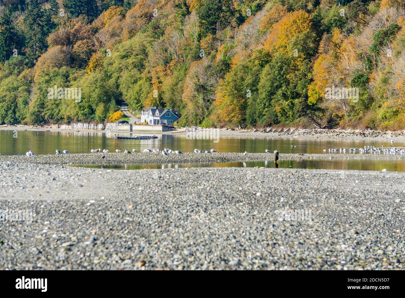 Autumn trees above waterfront homes in Des Moines, Washington Stock