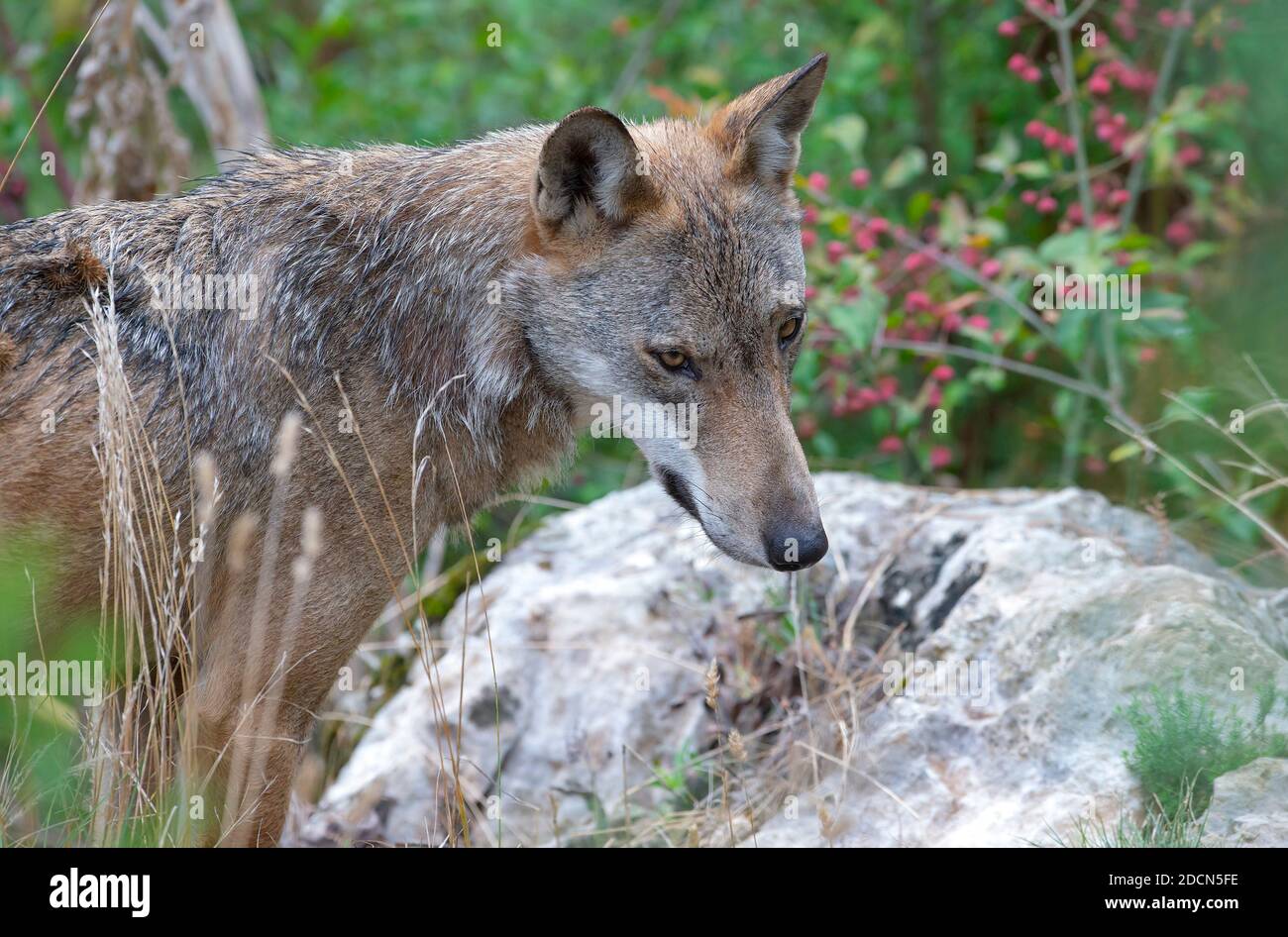 The wolf in the fauna of Civitella Alfedena, Abruzzo, Italy Stock Photo