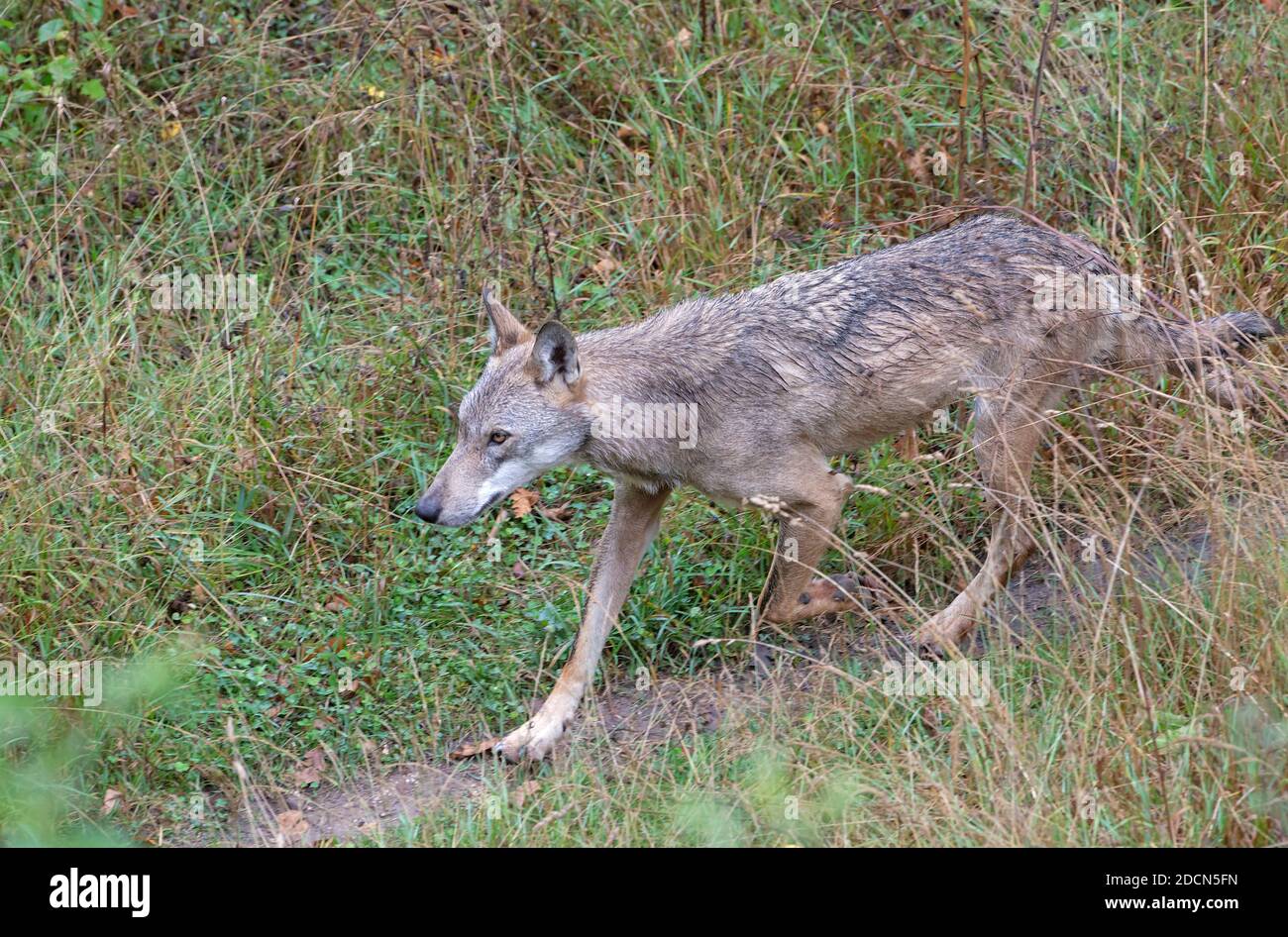 The wolf in the fauna of Civitella Alfedena, Abruzzo, Italy Stock Photo