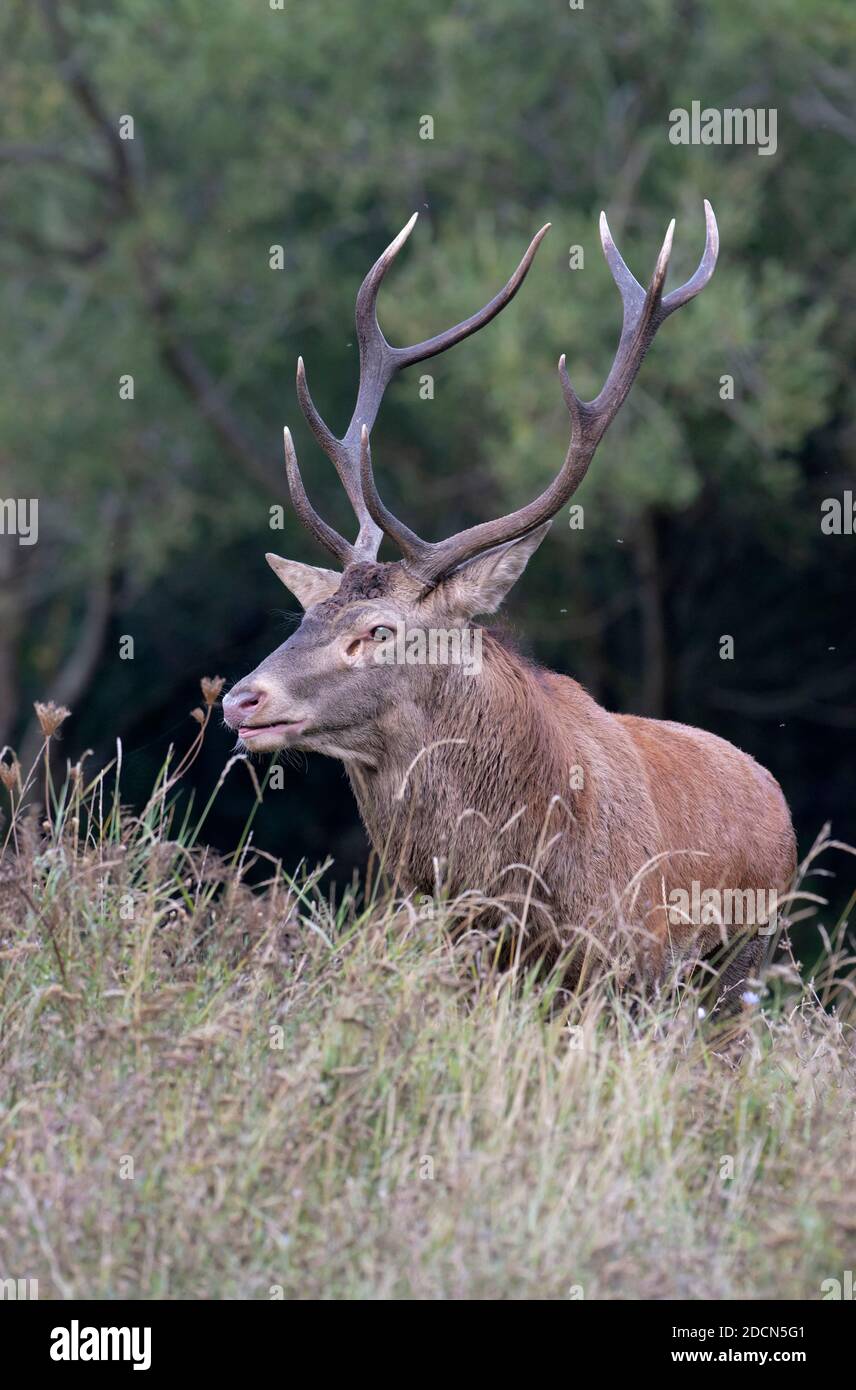 Red deer (Cervus elaphus) stag roaring during the autumnal rut, Abruzzo, Italy Stock Photo