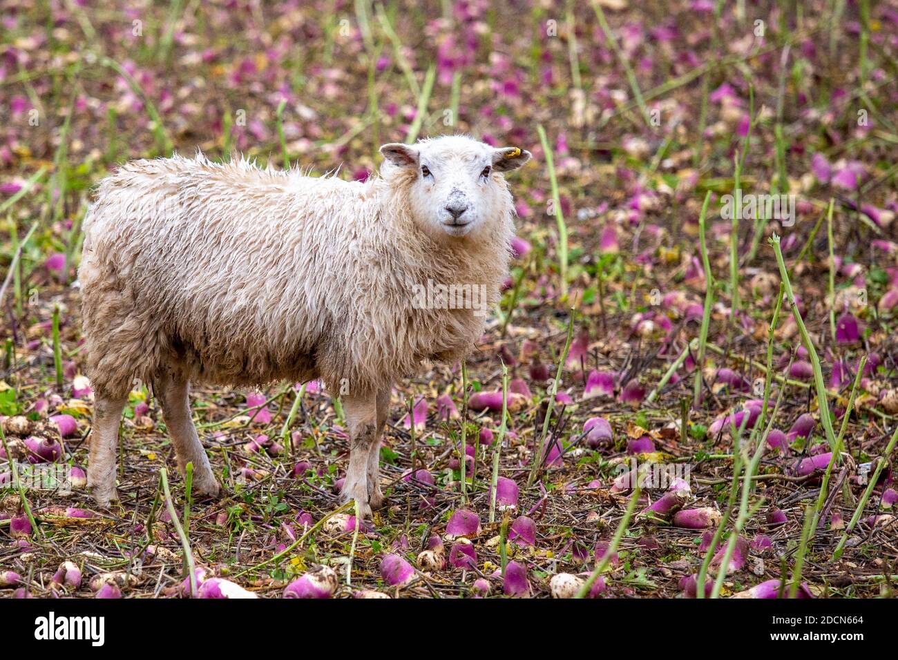 Sheep grazing on stubble turnips Stock Photo