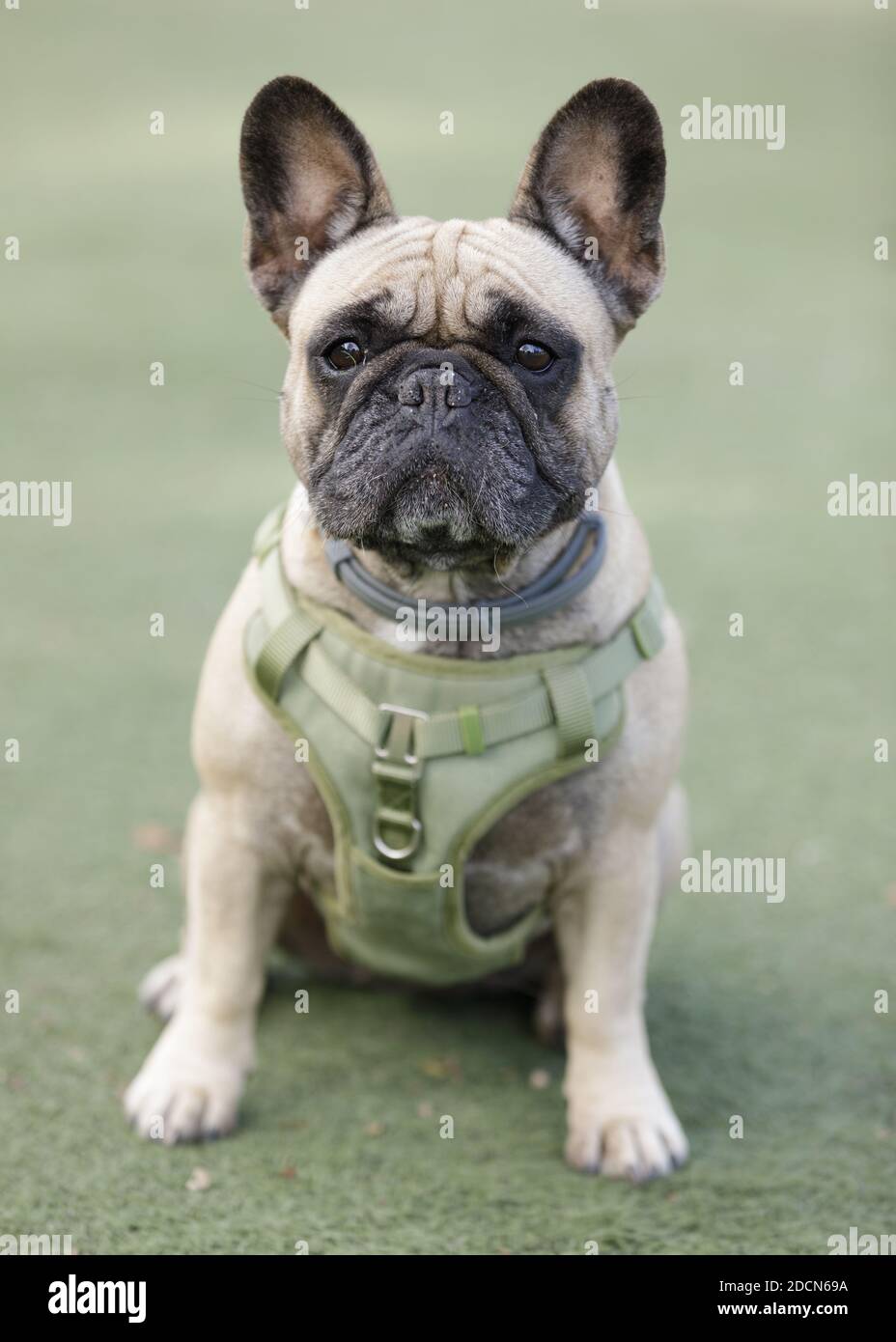 5-Years-Old Female Fawn Frenchie Sitting and Looking at Camera. Stock Photo