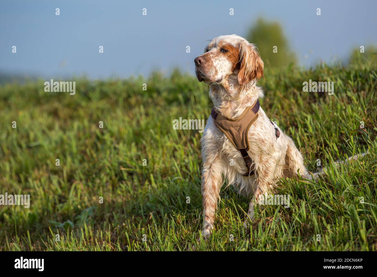 Orange Belton English Setter hunting dog wearing a brown harness sitting in the grass on a sunny day. Stock Photo
