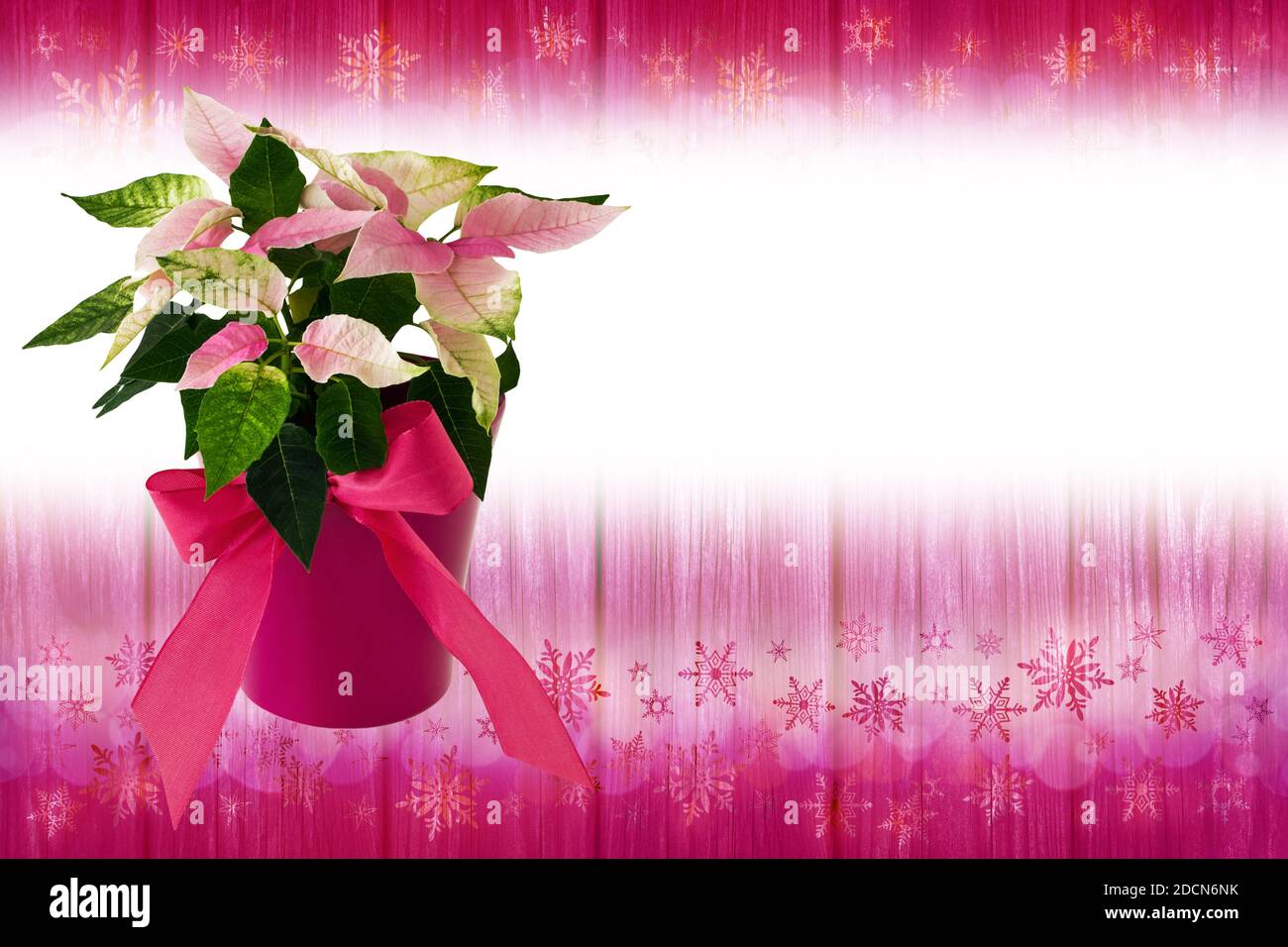 Pink and violet Christmas background and Winter Rose Stock Photo