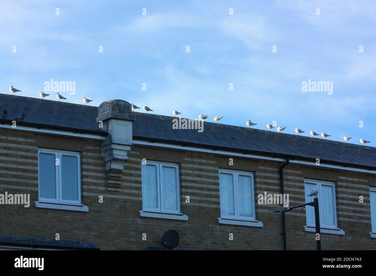 Seagulls on a rooftop Stock Photo