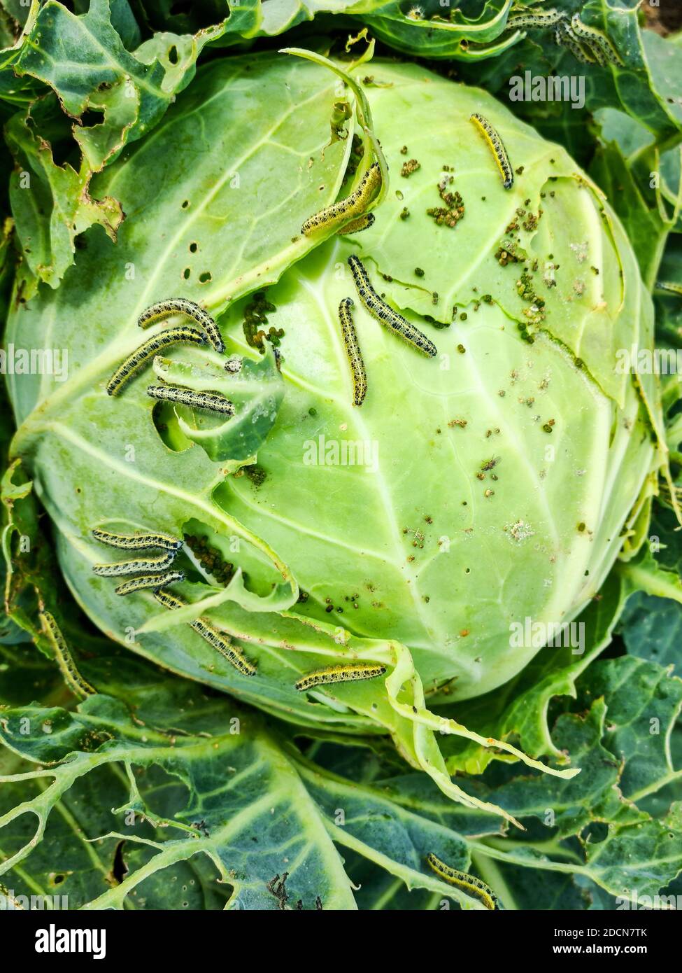 a lot of cabbage white butterfly caterpillars eat cabbage head Stock