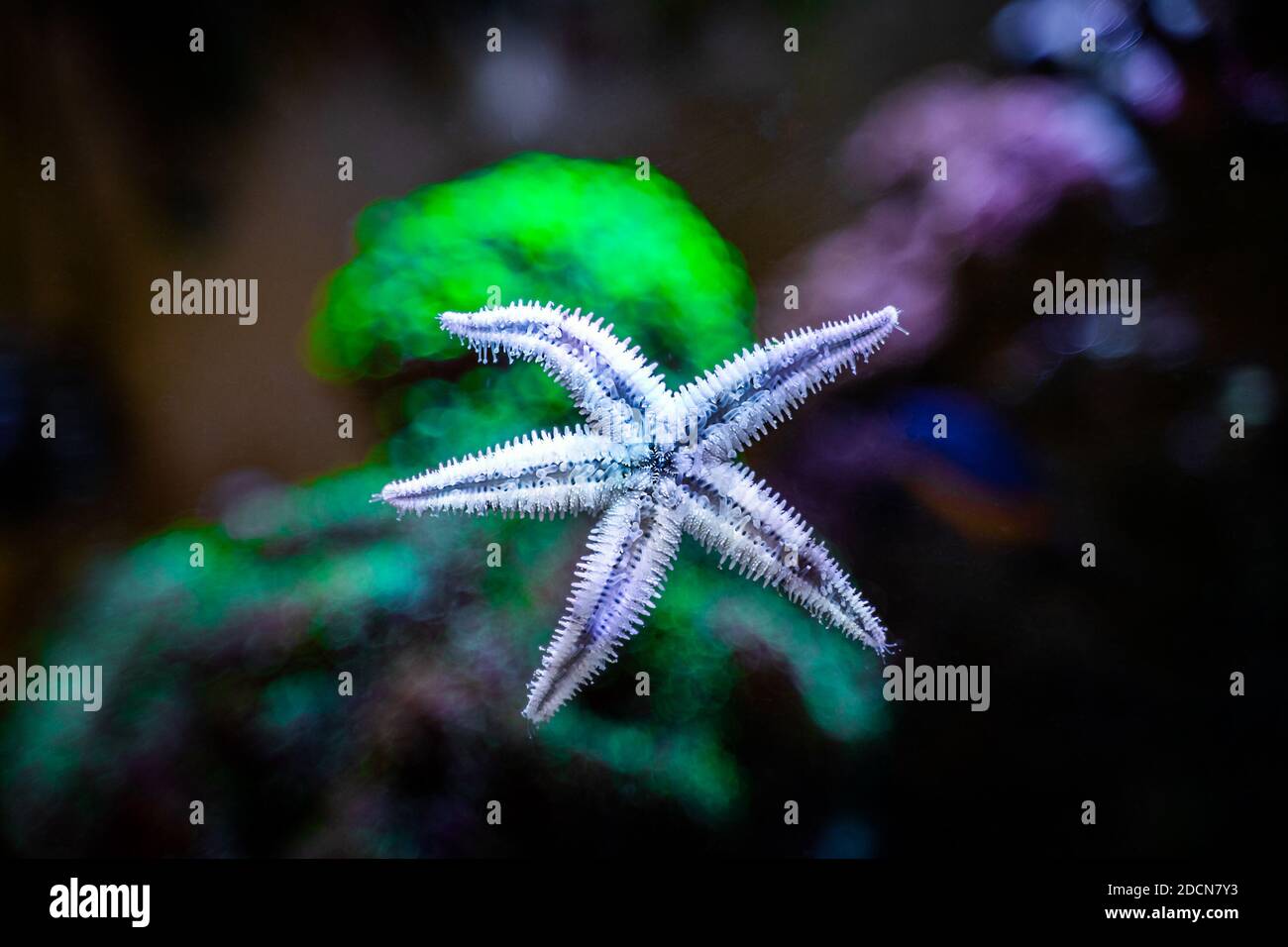 sand sifting starfish (archaster typicus) moving through the glass of a