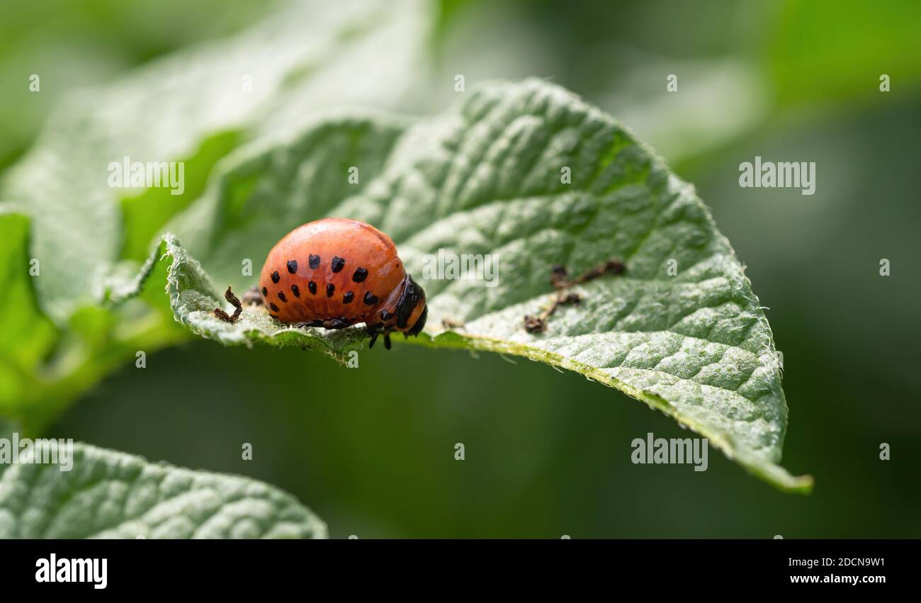 Colorado beetle (Leptinotarsa decemlineata) larva eating leaf of potato ...