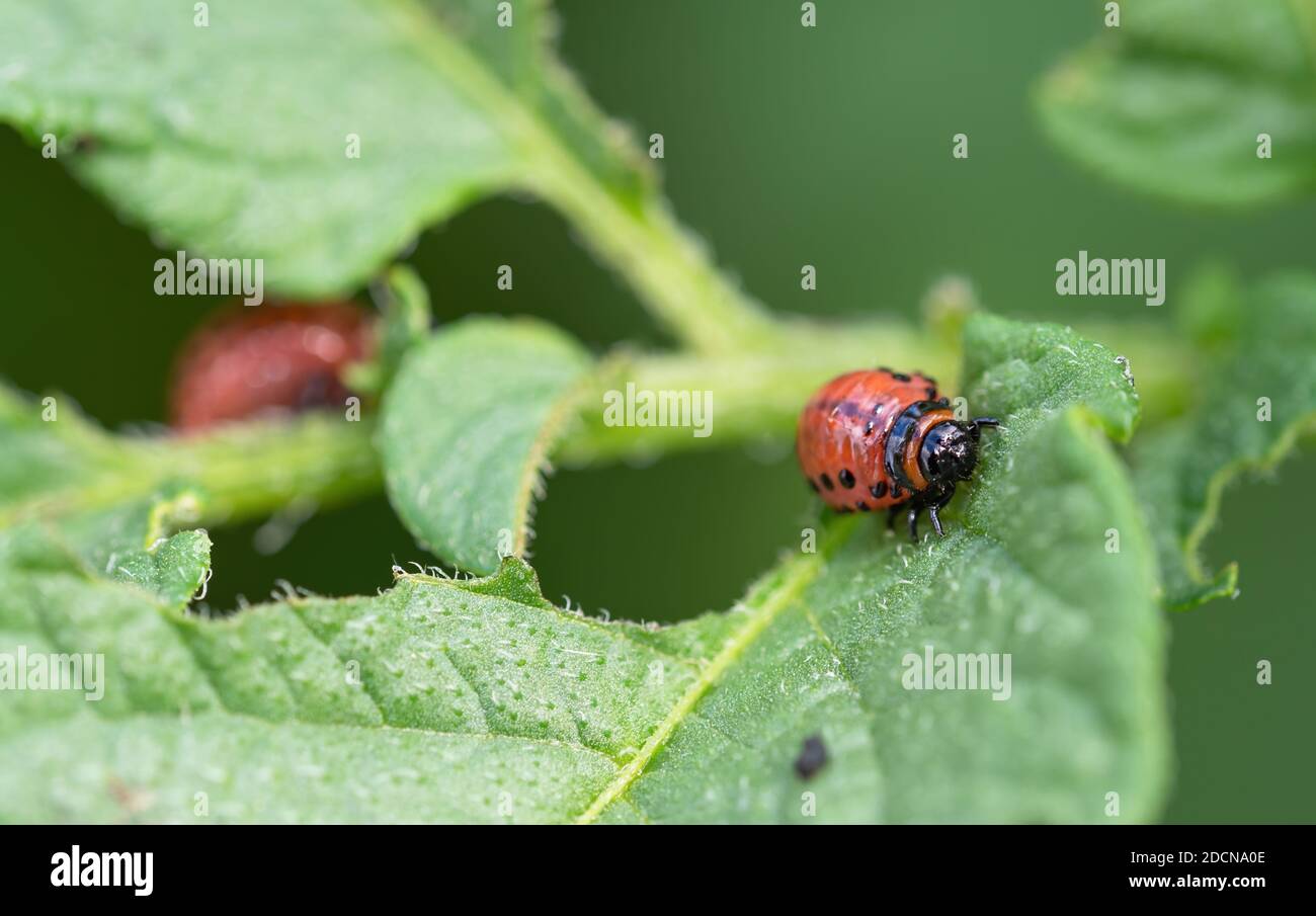 Colorado beetle (Leptinotarsa decemlineata) larva eating leaf of potato ...