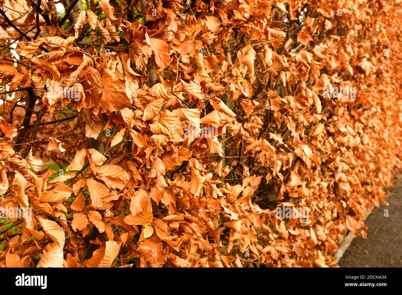 November 2020 - Copper coloured beech hedge for use as a background or texture Stock Photo