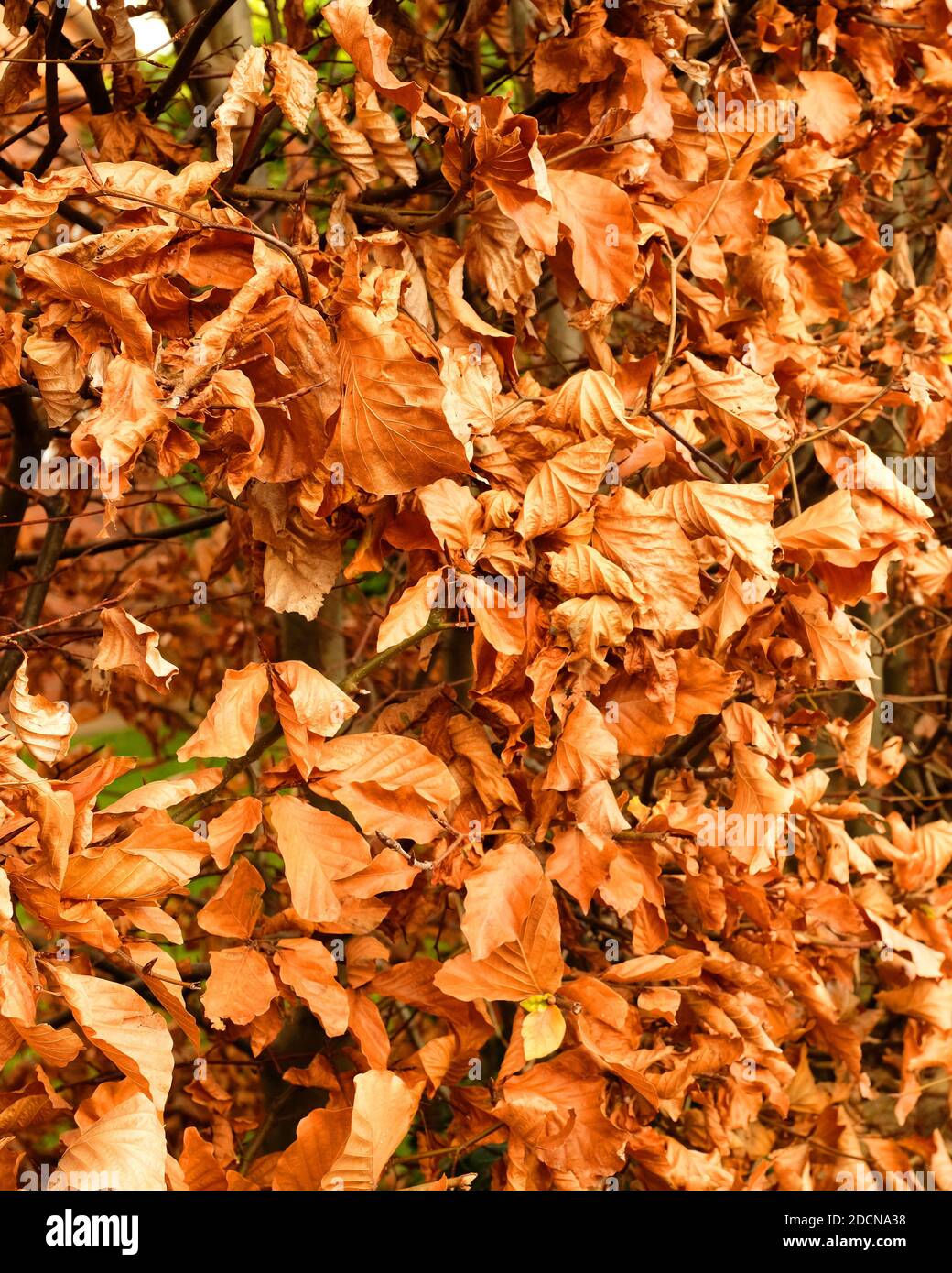 November 2020 - Copper coloured beech hedge for use as a background or texture Stock Photo