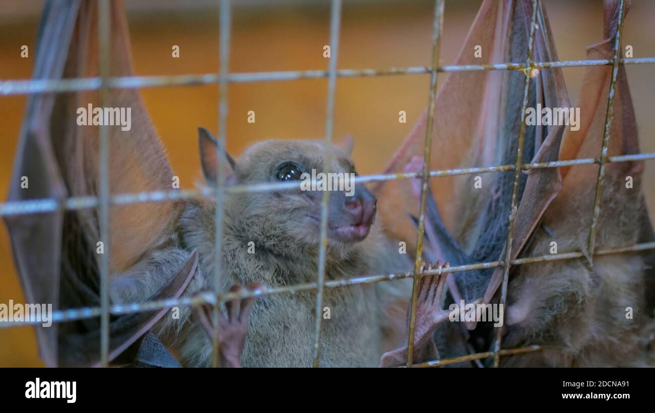 Fruit bat hanging in cage in zoo Stock Photo Alamy