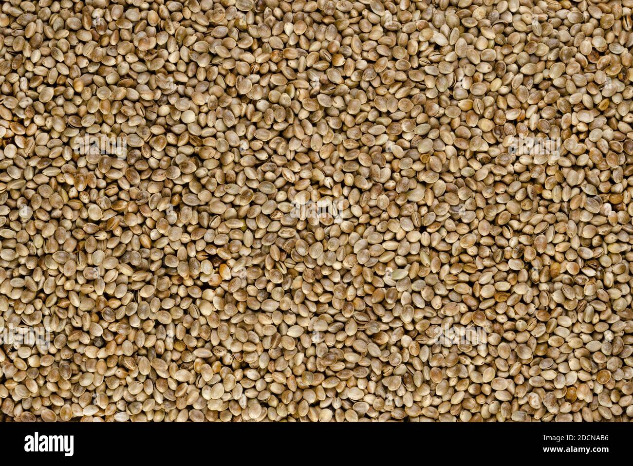 Whole hemp seeds. Surface and background with raw fruits of Cannabis sativa, high in complete protein and a great source of iron. Macro food photo. Stock Photo