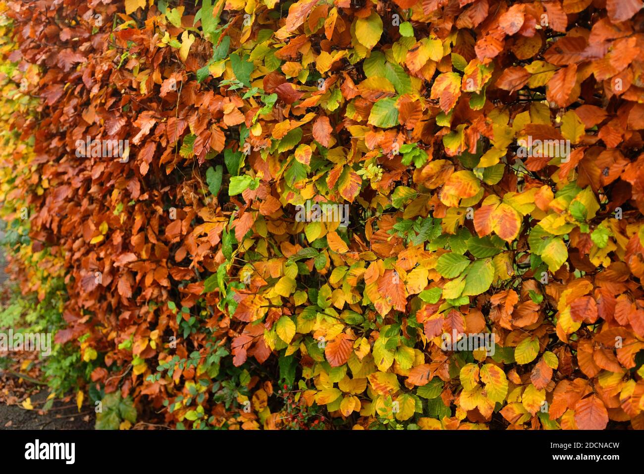 November 2020 - Beech hedge background in November Stock Photo