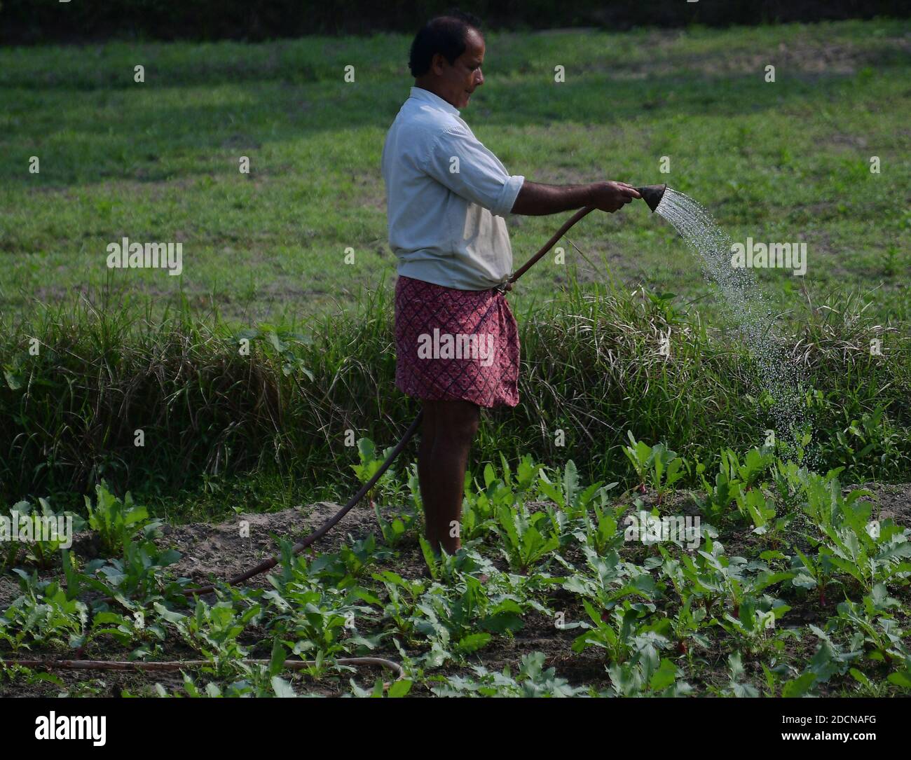 Farmers working hard in the field. Planting, watering, fertilizing and removing weeds that compete with the crops. Agartala, Tripura, India. Stock Photo