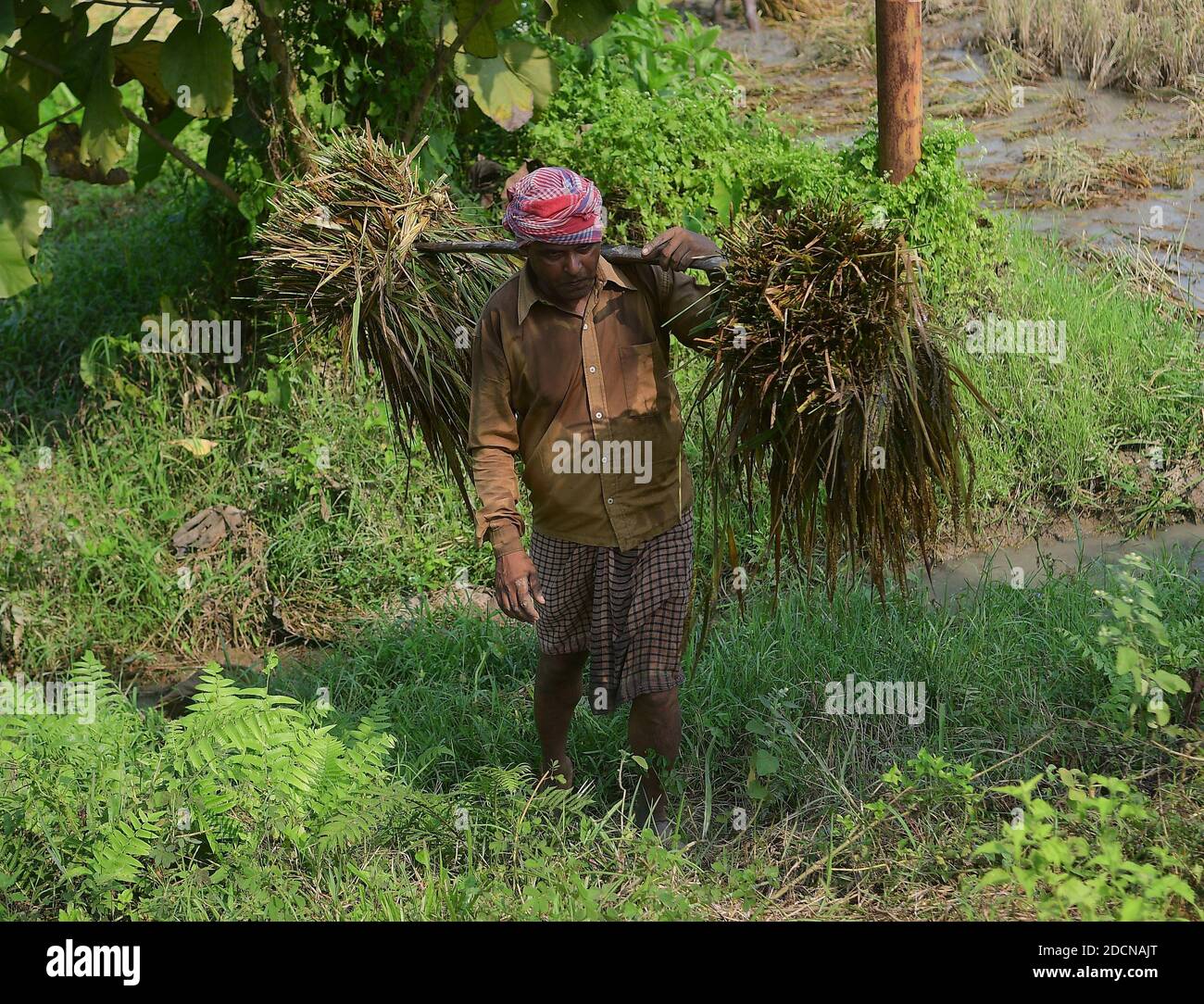 Farmers working hard in the field. Planting, watering, fertilizing and removing weeds that compete with the crops. Agartala, Tripura, India. Stock Photo