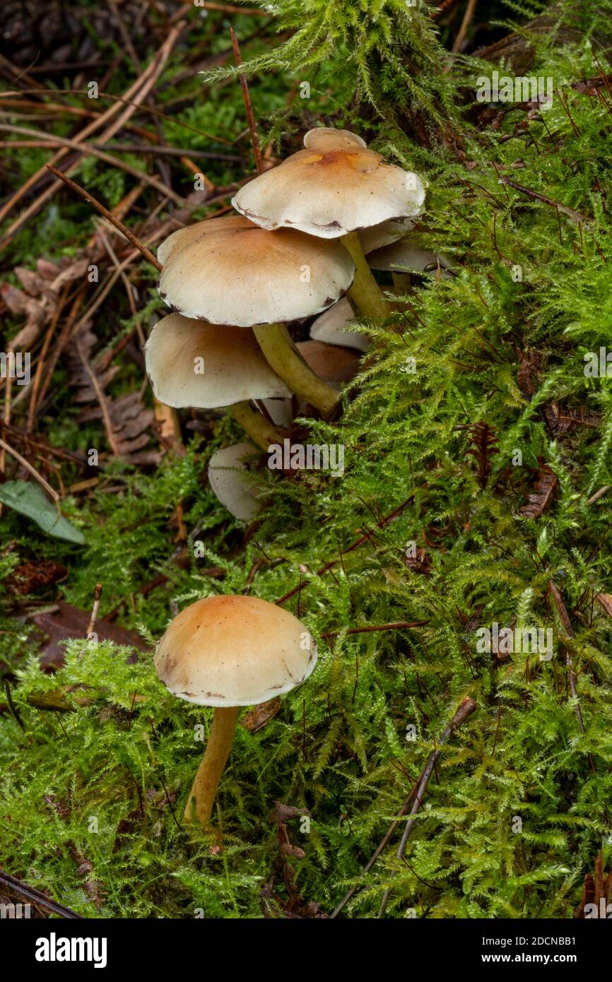Sulphur Head Mushroom, Suffolk Woodland, UK Stock Photo